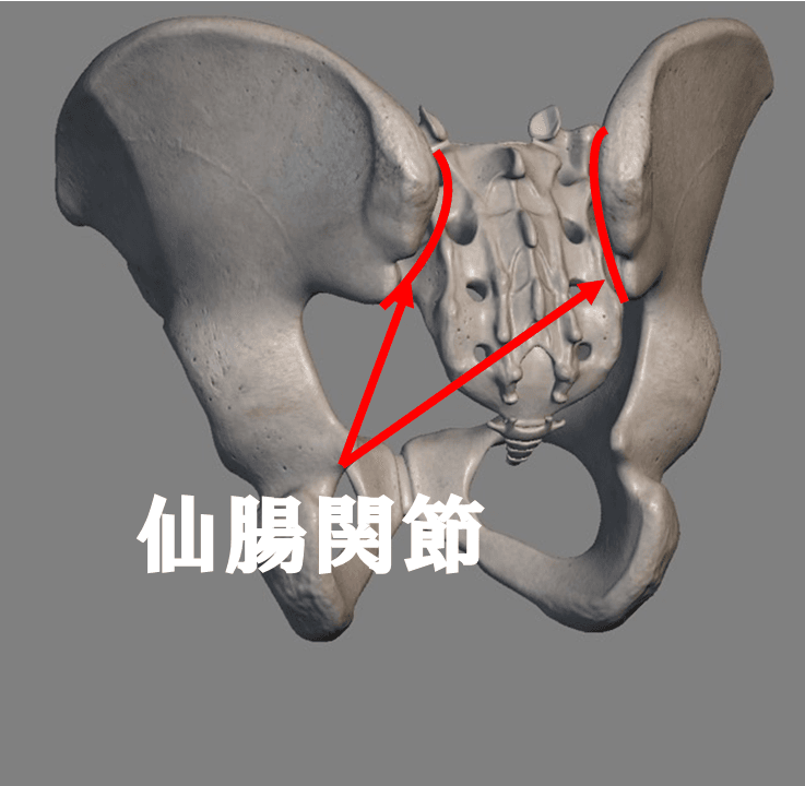 仙腸関節の位置を説明する画像